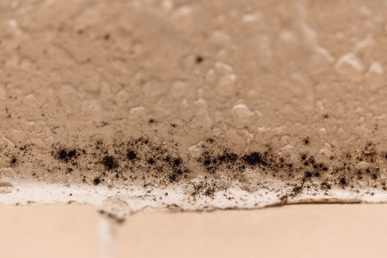 Black mold growing along a bathroom wall and ceiling