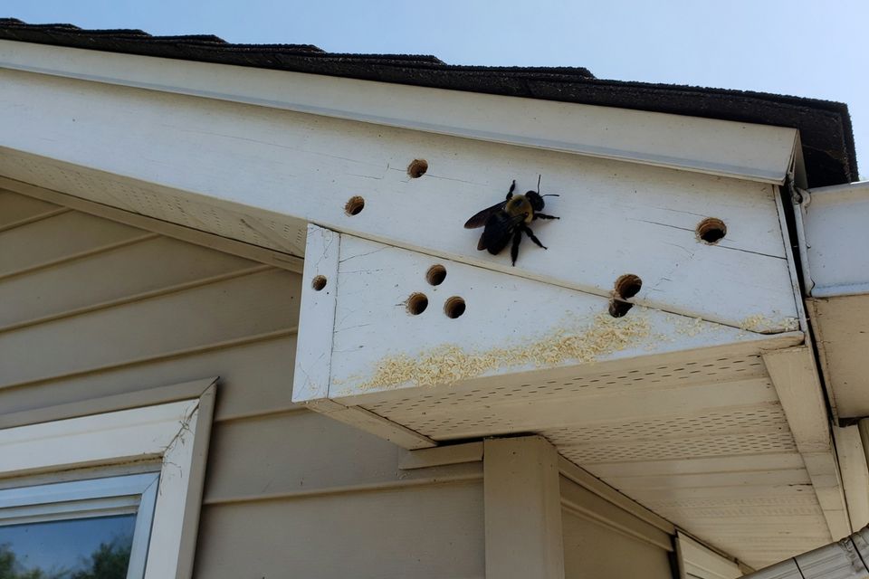 Understanding Carpenter Bees