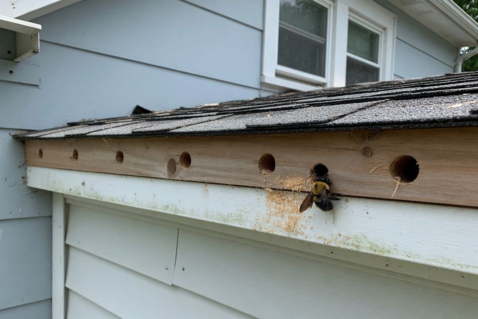 Understanding Carpenter Bees